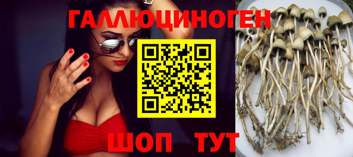 Псилоцибиновые грибы Psilocybe Губкинский
